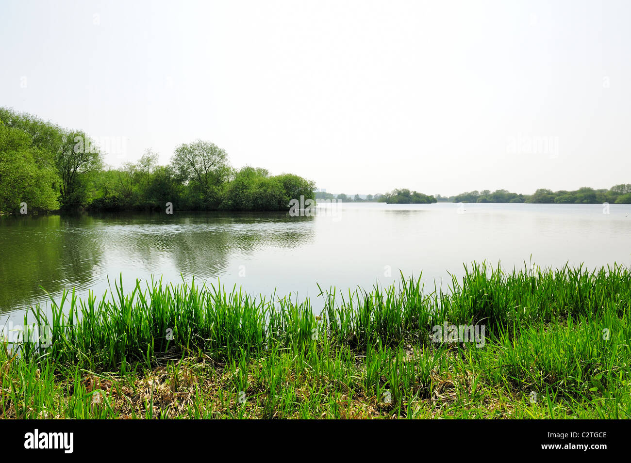 reed beds nature reserve attenborough nottingham england uk Stock Photo