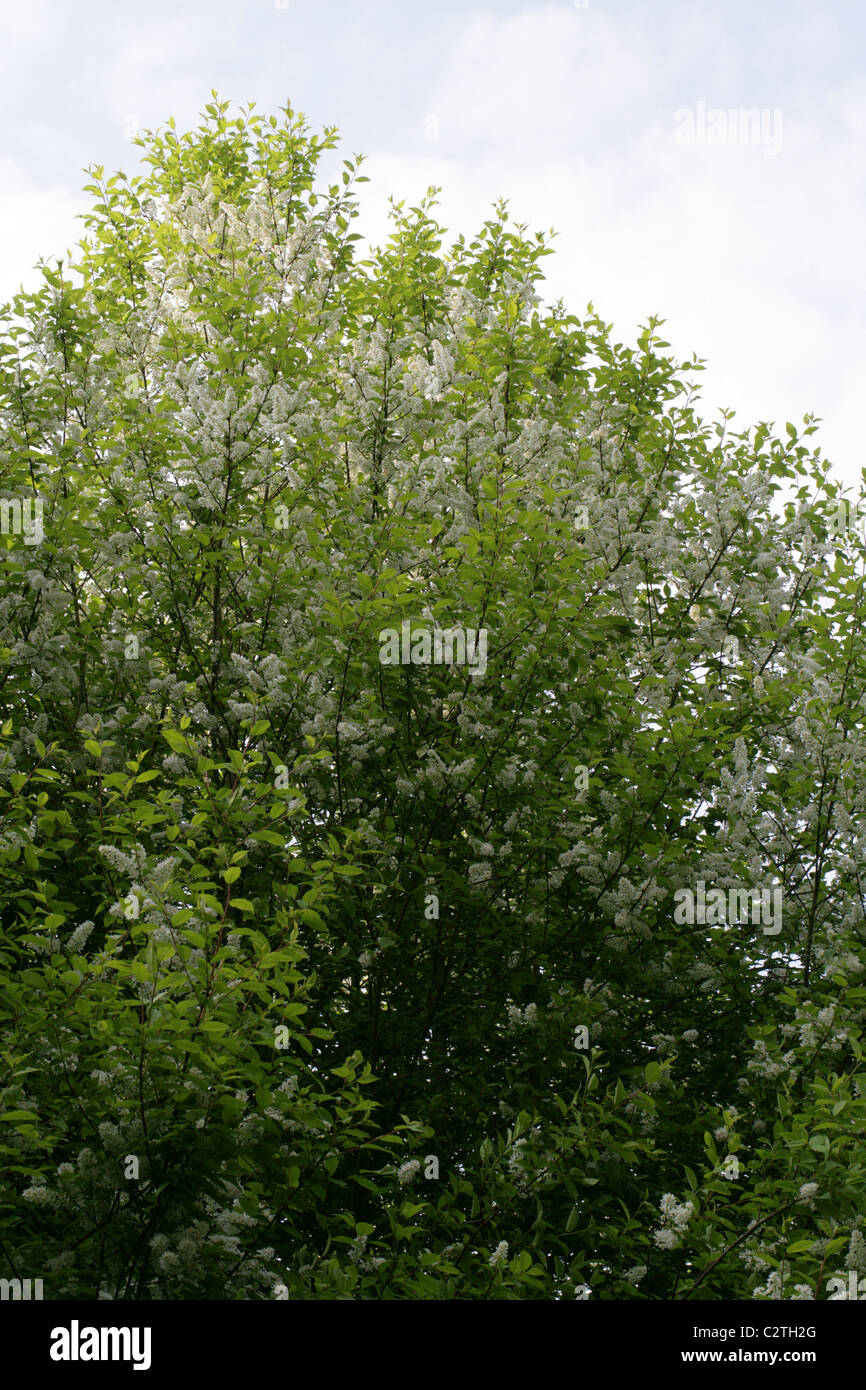 Bird Cherry or Hackberry, Prunus padus var padus, Rosaceae. Native to Northern Europe and Northern Asia. Stock Photo