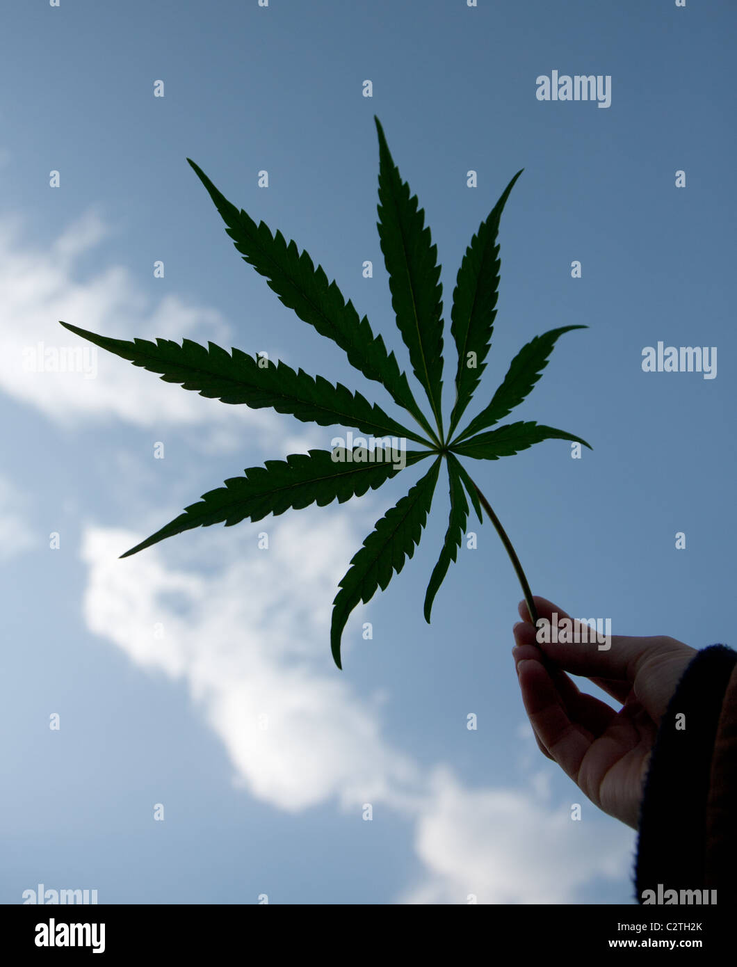 Cannabis Stock Photo