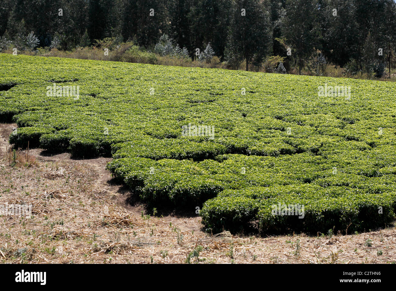 Kenya coffee plantation hires stock photography and images Alamy