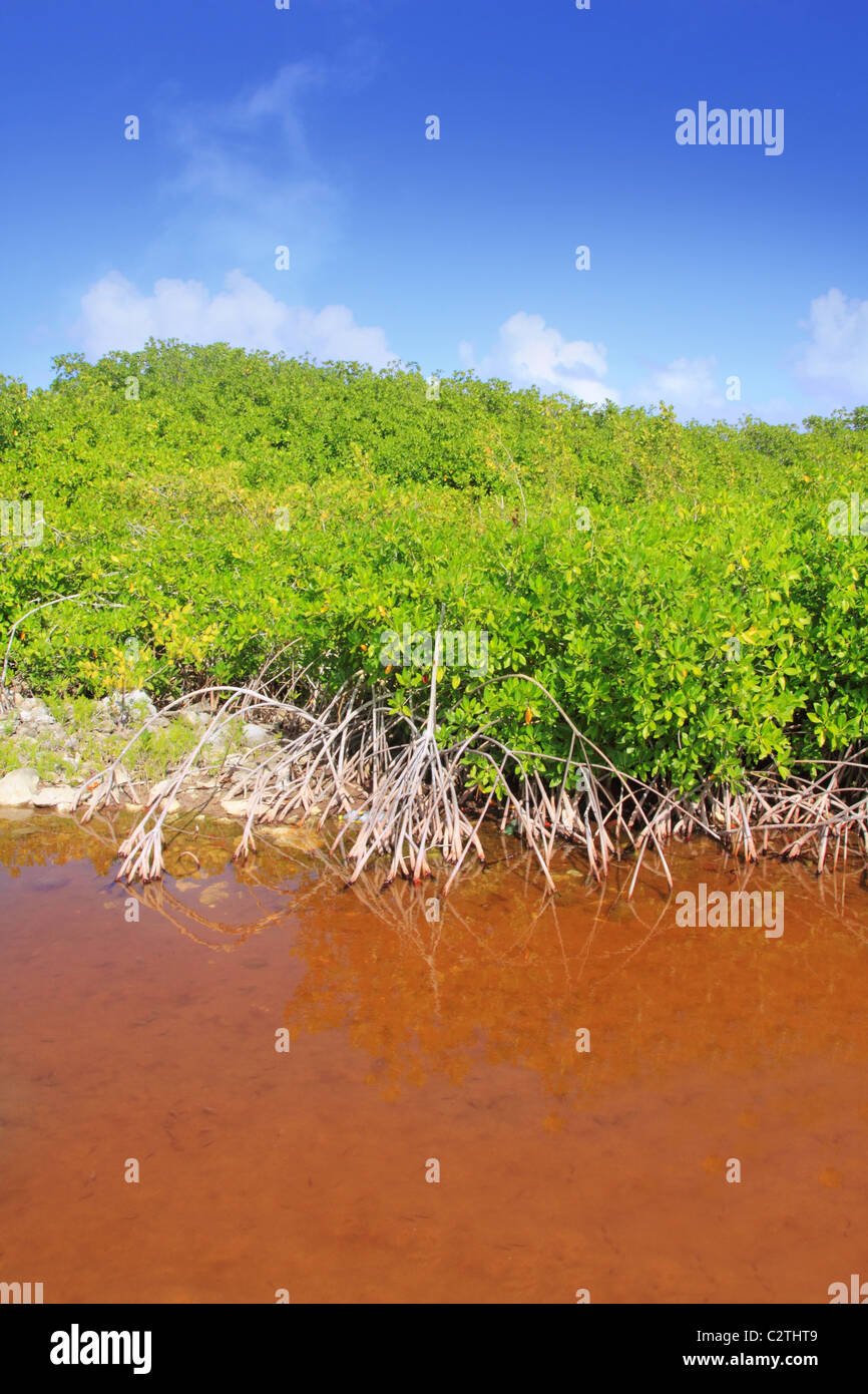 Mangrove plant red water and aerial roots blue sky Mayan Riviera Mexico