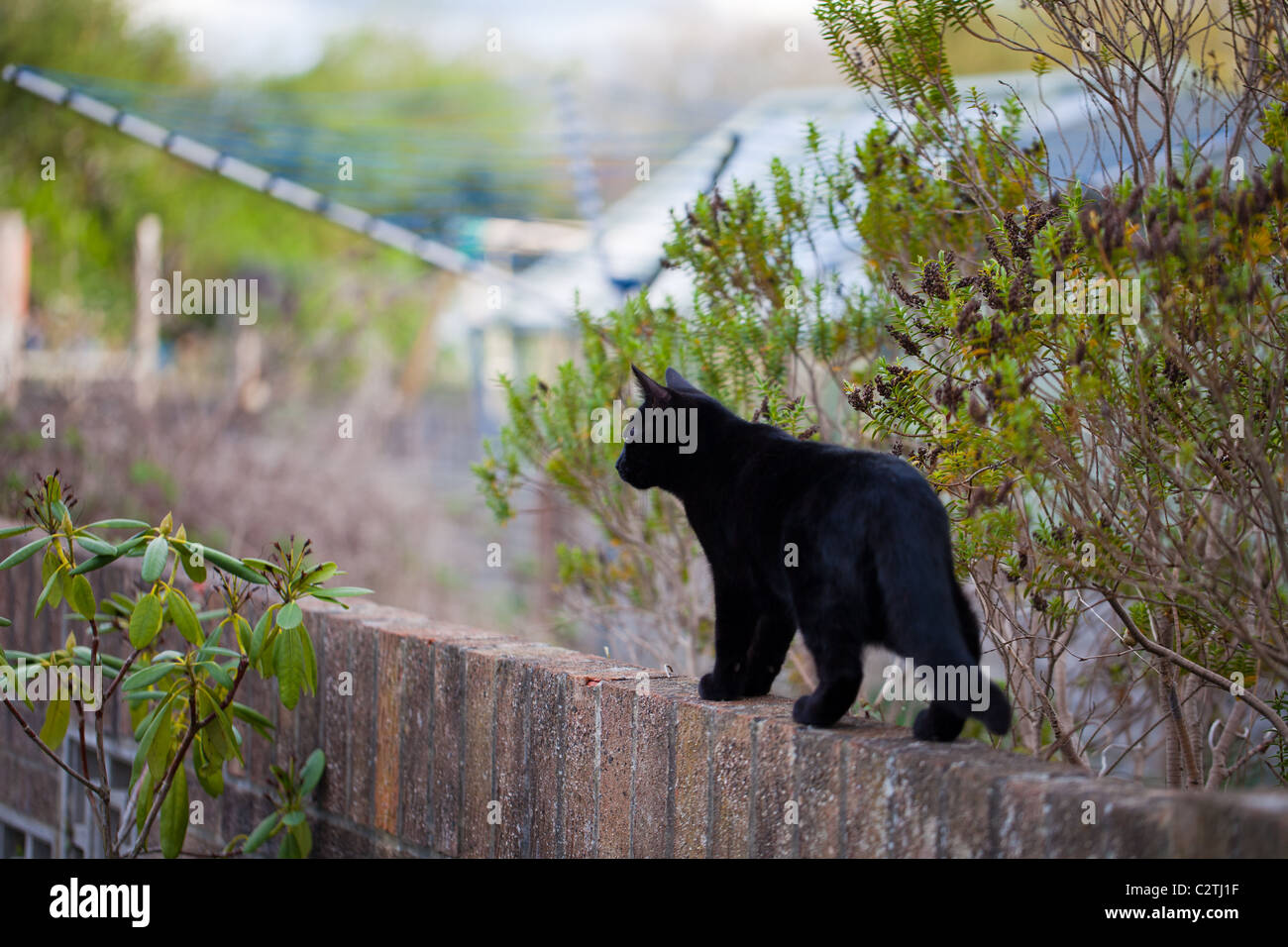 Black domestic cat prowling across a garden wall Stock Photo
