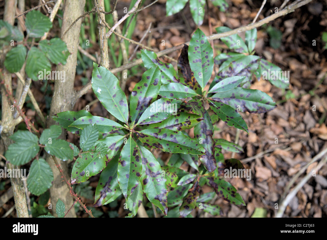 Rhododendron leaf spot Stock Photo