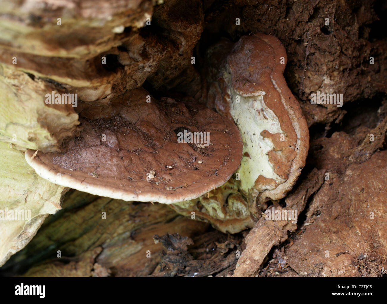 Southern Bracket Fungus Growing Inside a Dead Beech Tree, Ganoderma adspersum, Ganodermataceae. Stock Photo