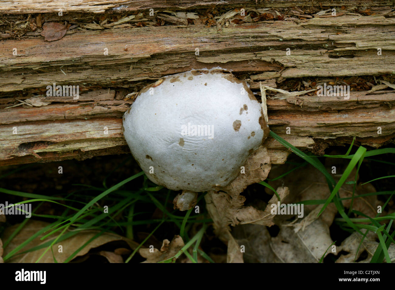 False Puffball Slime Mould, Enteridium lycoperdon, Reticulariaceae, Mycetozoa, Myxogastria, Amoebozoa. Sporangial Stage. Stock Photo