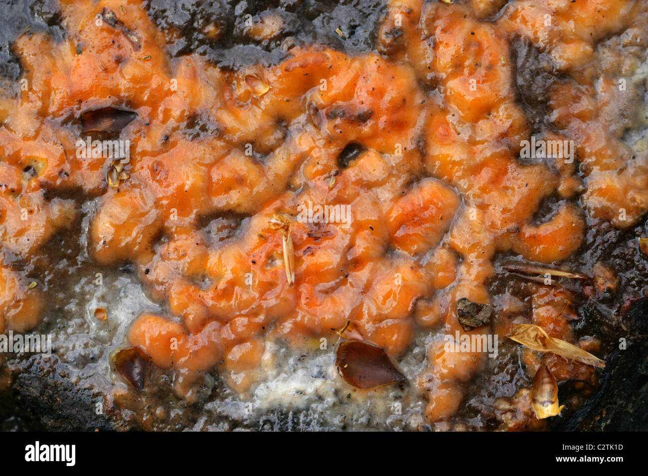 Orange Slime Flux Exuding from a Recently Cut Tree Stump. A Mixture of Microfungi, Yeasts and Bacteria Feeding on Tree Sap. Stock Photo