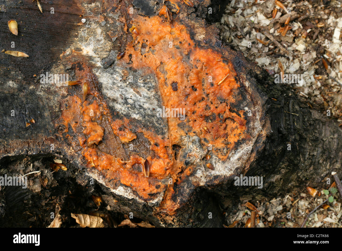 Orange Slime Flux Exuding from a Recently Cut Tree Stump. A Mixture of Microfungi, Yeasts and Bacteria Feeding on Tree Sap. Stock Photo