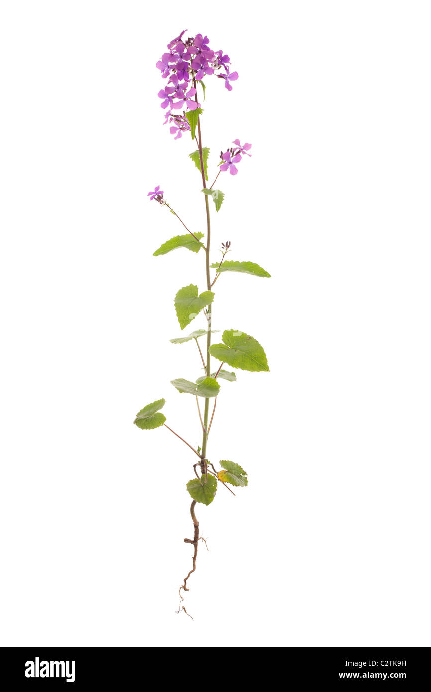 honesty plant isolated on white background Stock Photo
