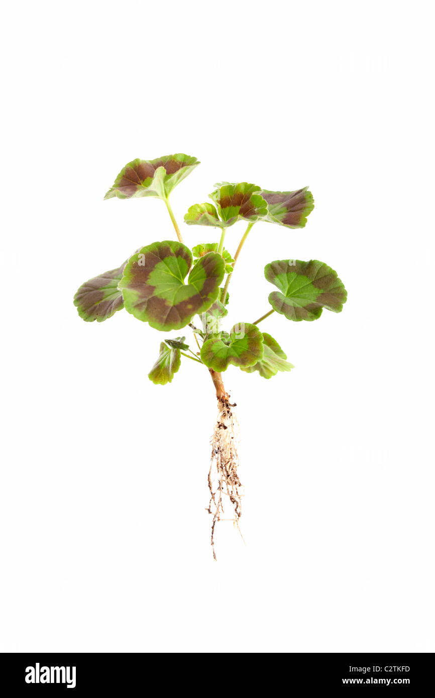 geranium leaves with no flowers isolated on white background Stock Photo