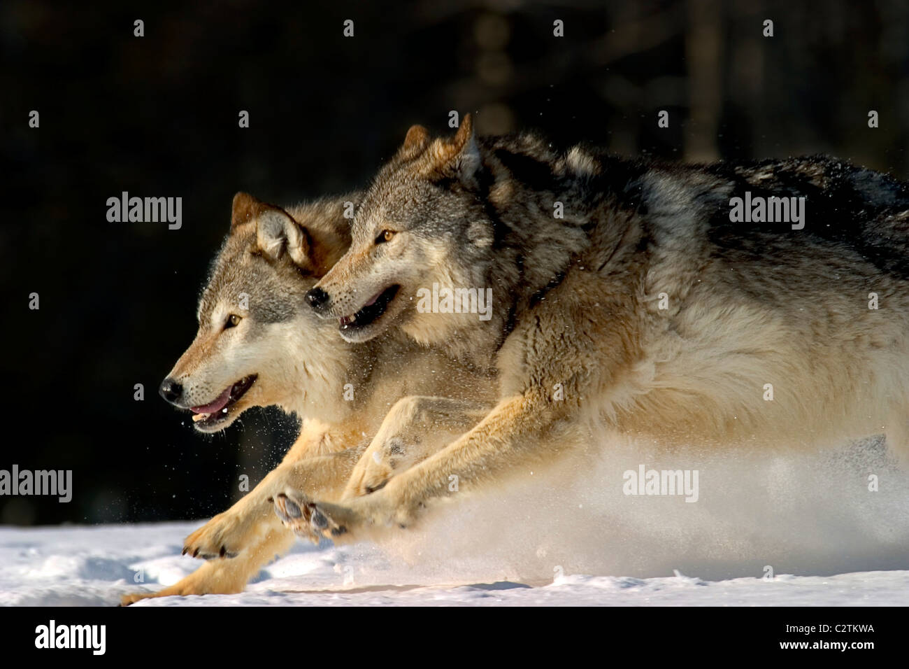 Pack of Grey Wolves Running Through Deep Snow Captive AK SE Winter Composite Stock Photo