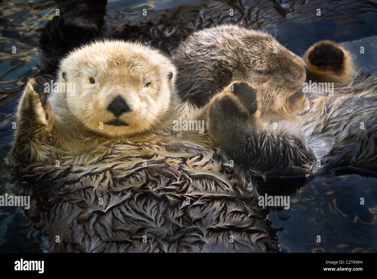 Two Sea Otters holding paws at Vancouver Aquarium in Vancouver, British