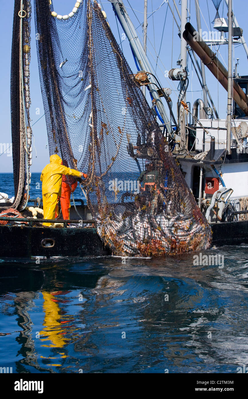 Commercial fishermen aboard seiner boat haul in net full of Pink Salmon Chatham Straight