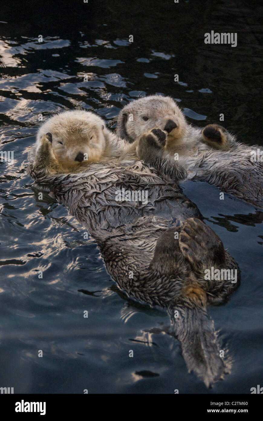 Sea Otters Holding Hands