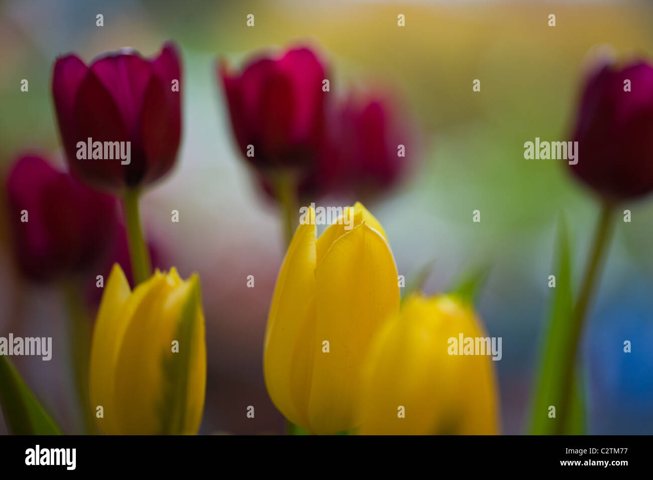 Detail view of a bunch of red and yellow tulips Stock Photo - Alamy