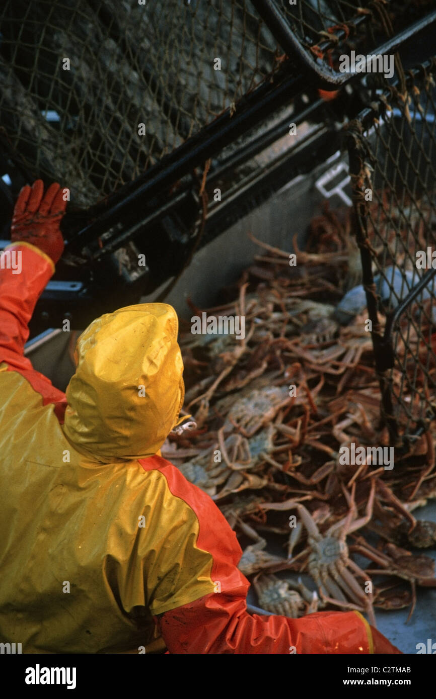 Fisherman Unloads Crab Pots on Deck Bering Sea SW AK /nOpilio Crab