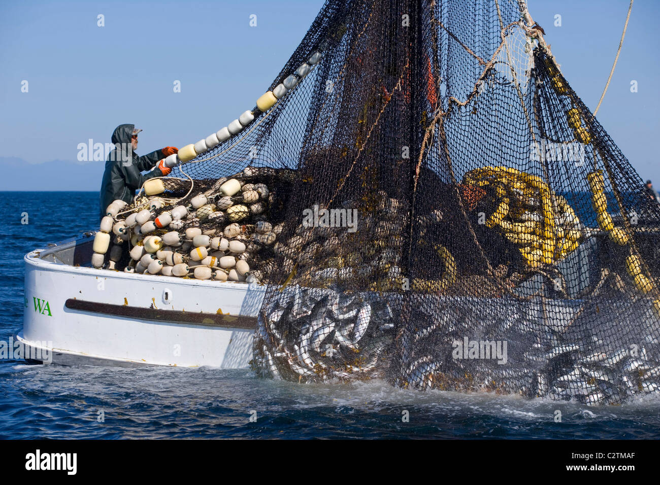 Commercial fishermen aboard seiner boat haul in net full of Pink Salmon