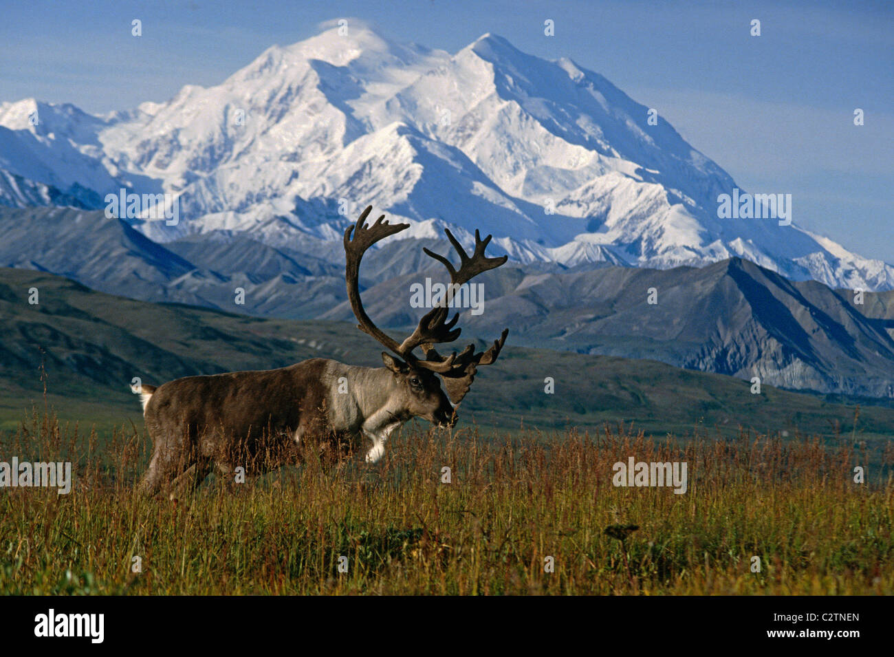 Bull Caribou Standing W Mt McKinley Denali National Park Interior Bull Caribou Standing W Mt McKinley Denali National Park Interior