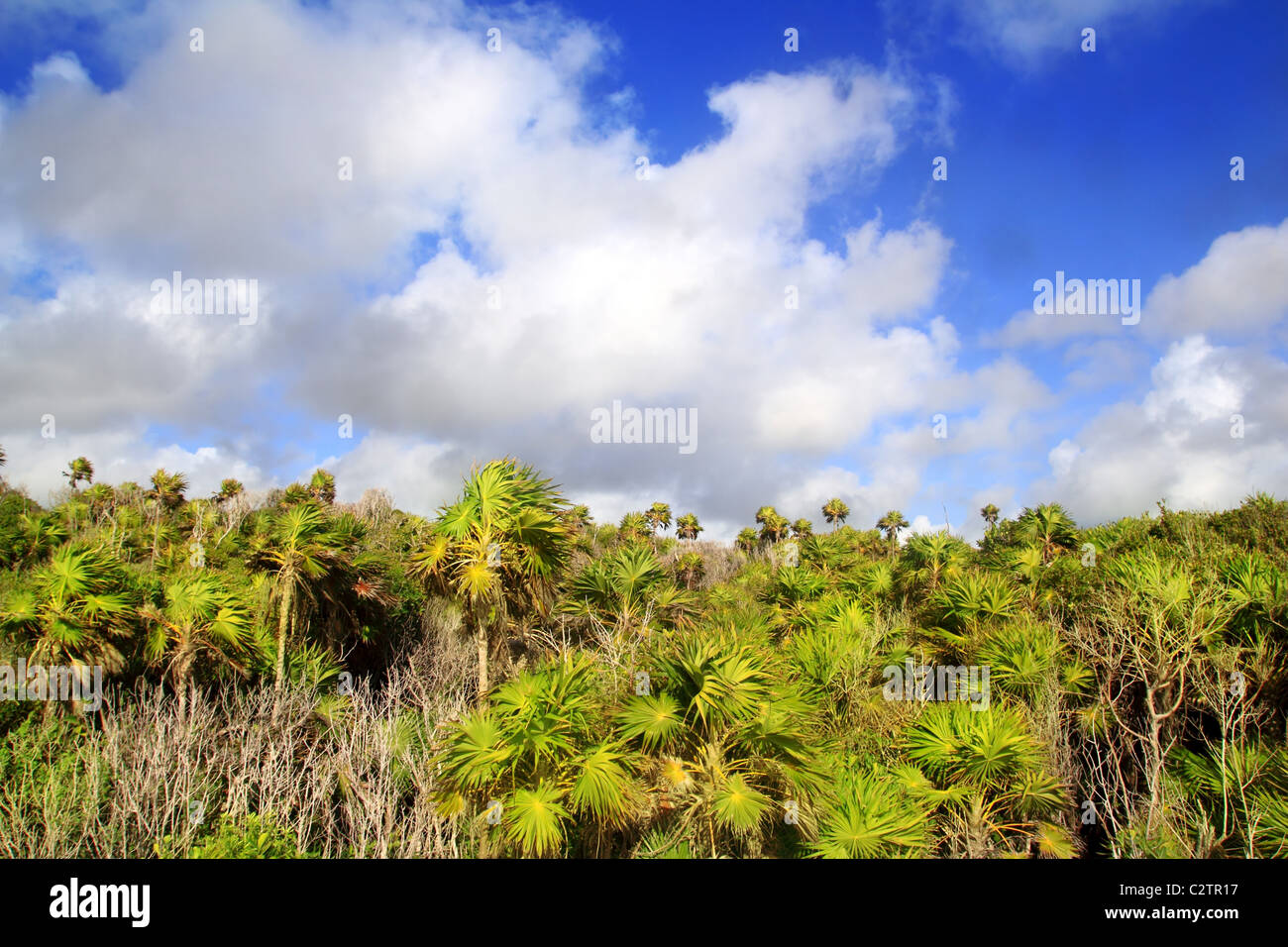 Chit palm trees jungle in Tulum Mayan Riveira Mexico on blue sky Stock Photo
