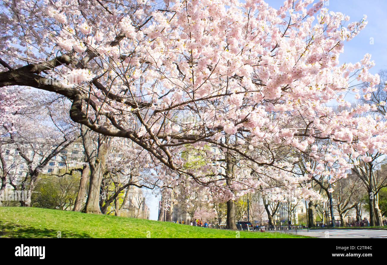 Cherry tree with blossoms in Central Park, New York City Stock Photo Alamy