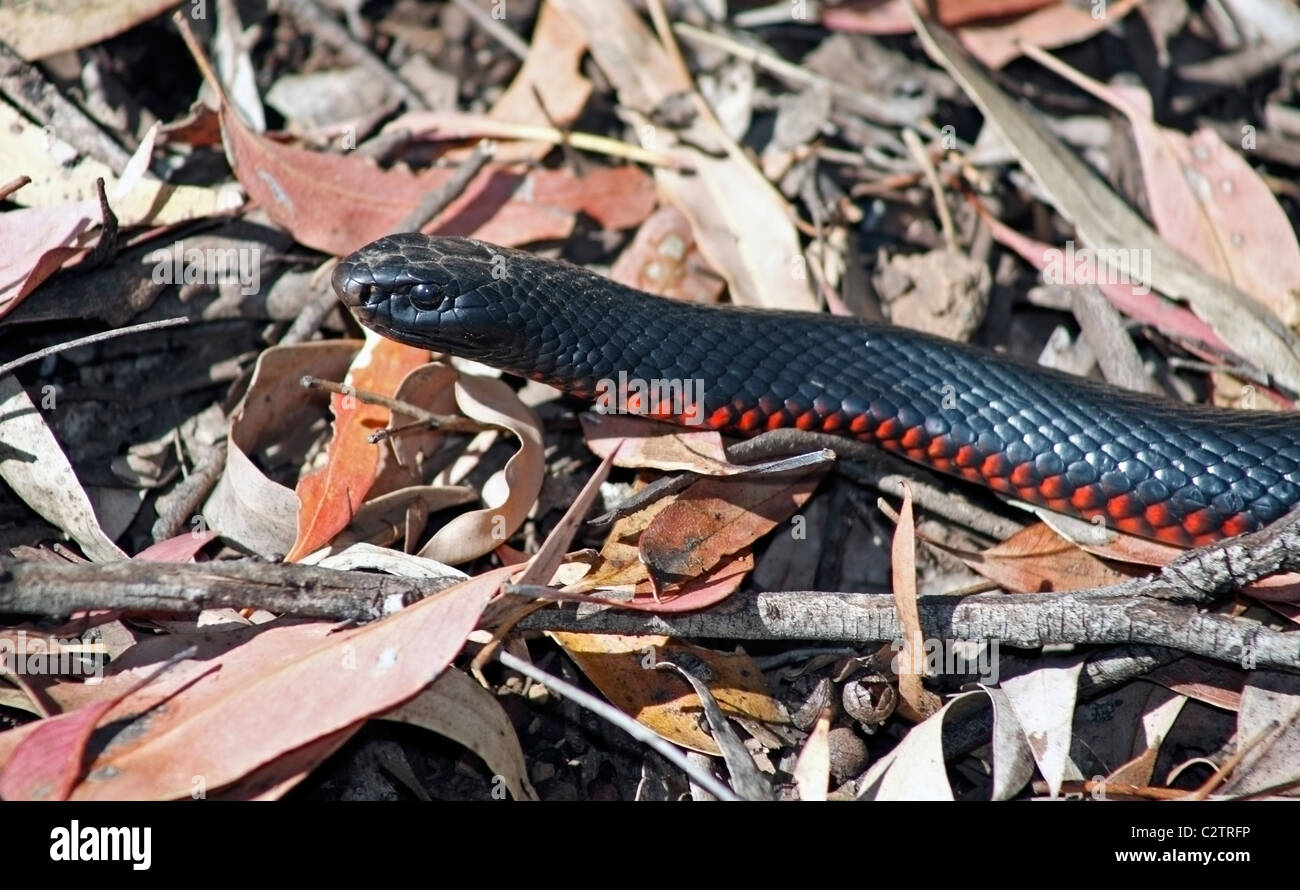 Red Bellied Black Snake, Pseudechis porphyriacus, is a venomous Australian snake, and is often
