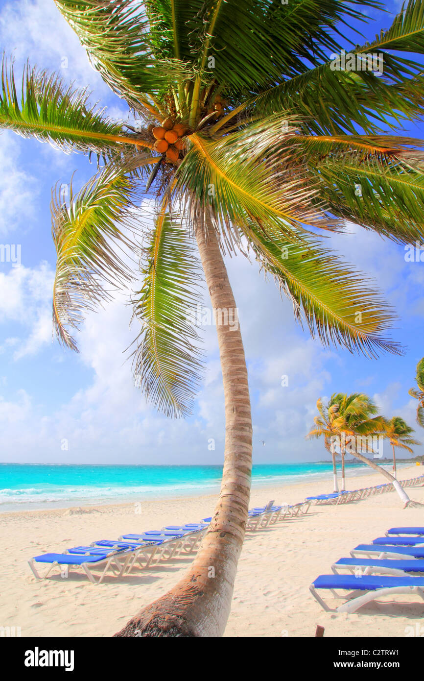 Coconut palm trees tropical typical background blue hammock row beach Stock Photo