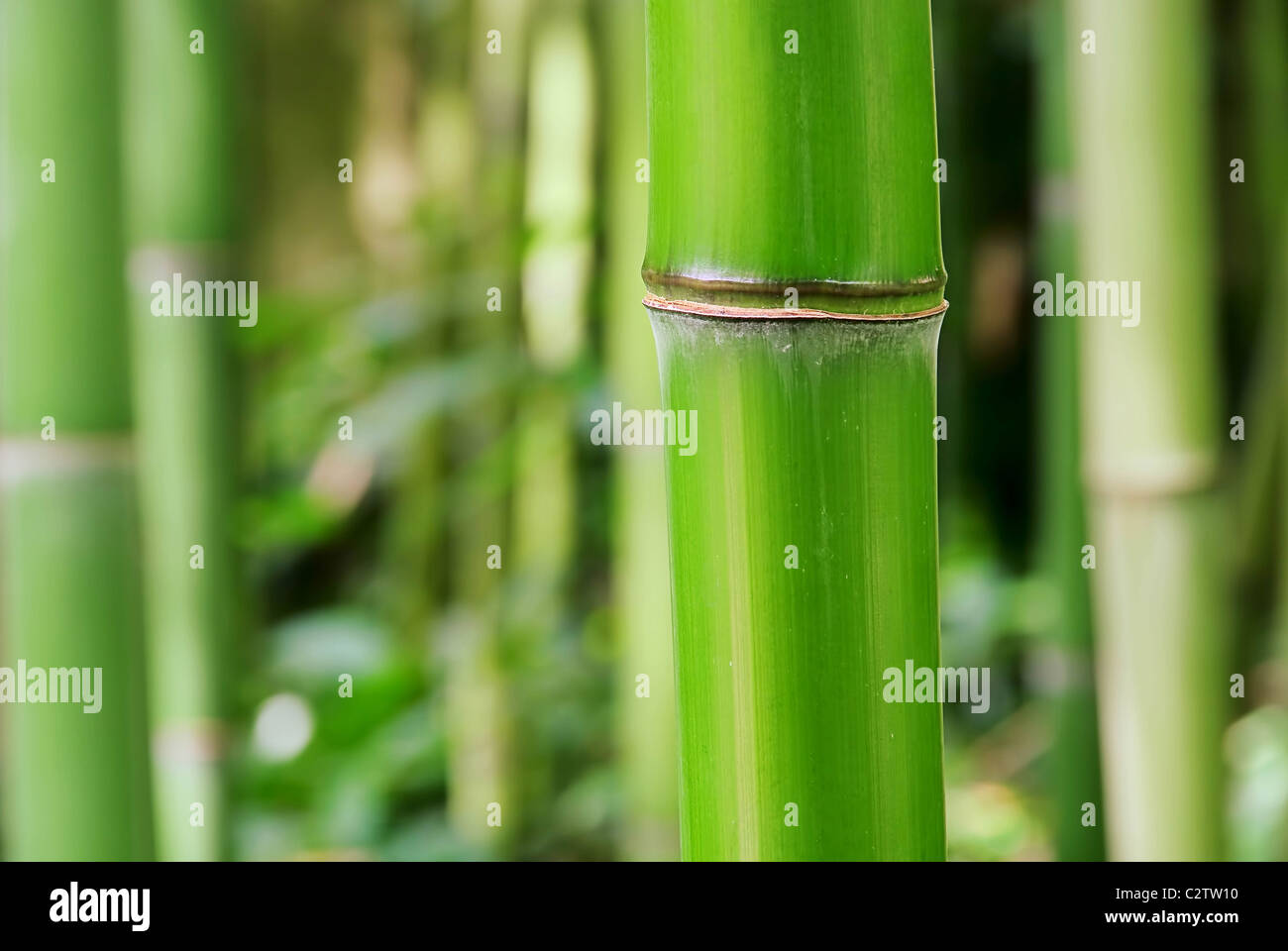 Bambus - bamboo 44 Stock Photo