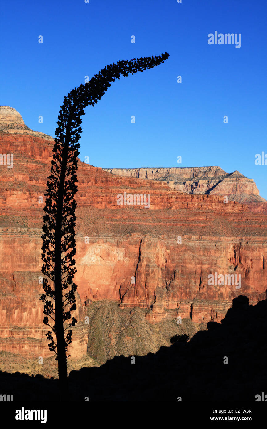 agave stalk silhouette in the Grand Canyon, Arizona Stock Photo