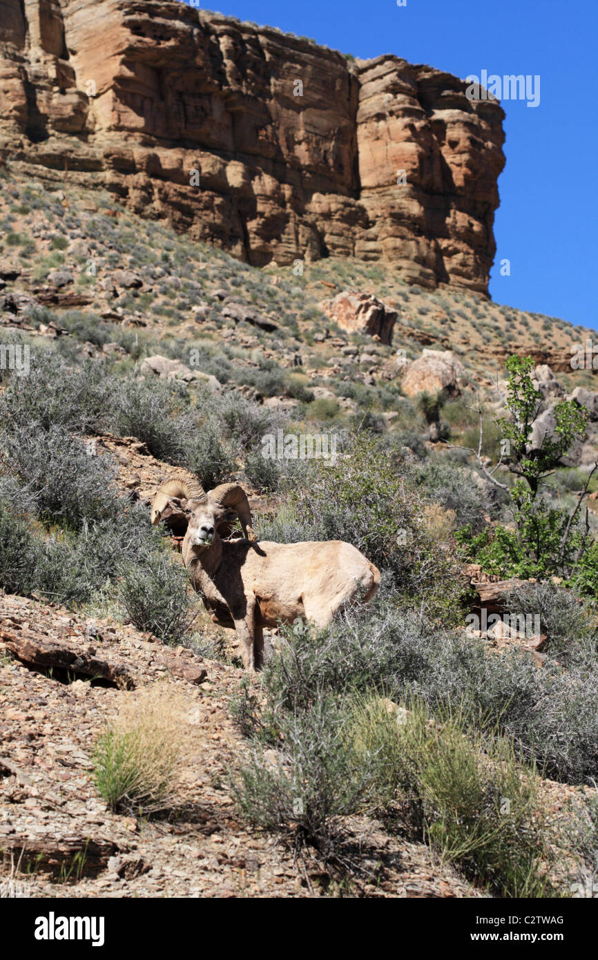 desert bighorn sheep or Ovis canadensis nelsoni ram on the Tonto Plateau in the Grand Canyon of Arizona Stock Photo