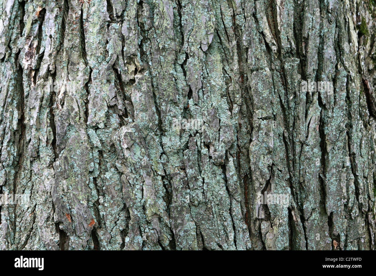 image of large mature american elm (Ulmus americana) bark Stock Photo