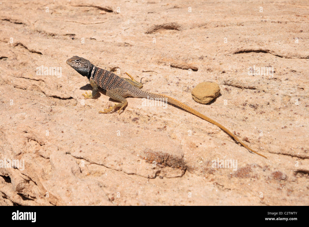 great basin collared lizard or Crotaphytus bicinctores on a rock in the Grand Canyon of Arizona Stock Photo