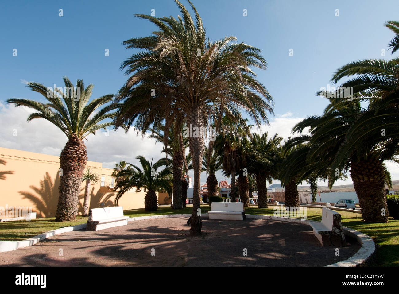 Palm trees in Antigua Fuerteventura Stock Photo