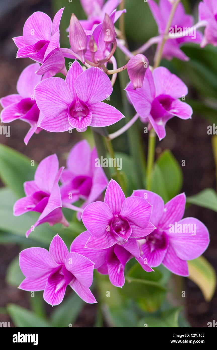 Orchid:  Dendrobium 'Dancing Flora' Stock Photo