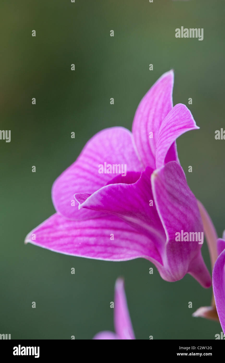 Orchid: Dendrobium 'Dancing Flora' Stock Photo