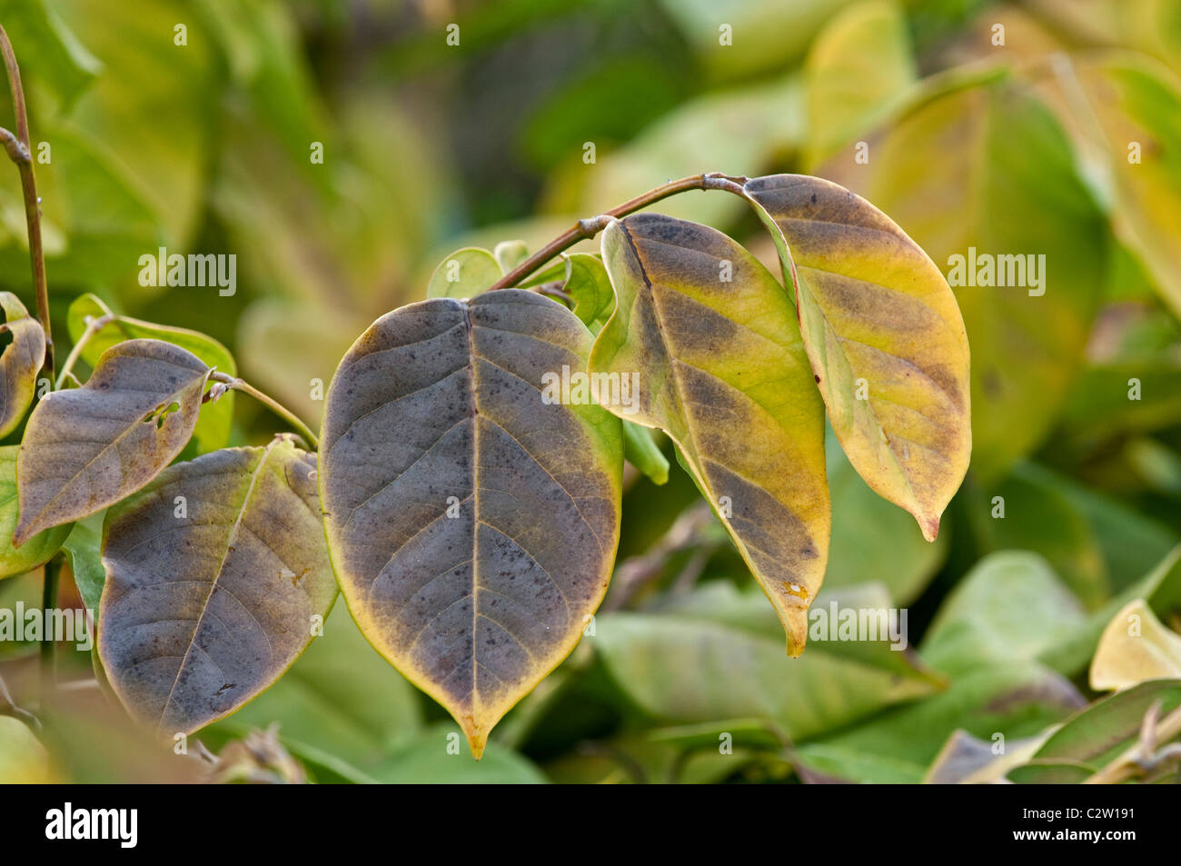 Fish Poison Vine: Dalbergia ecastaphyllum. Florida, USA. Also known as Coin Vine. Used by native Americans for catching fish Stock Photo