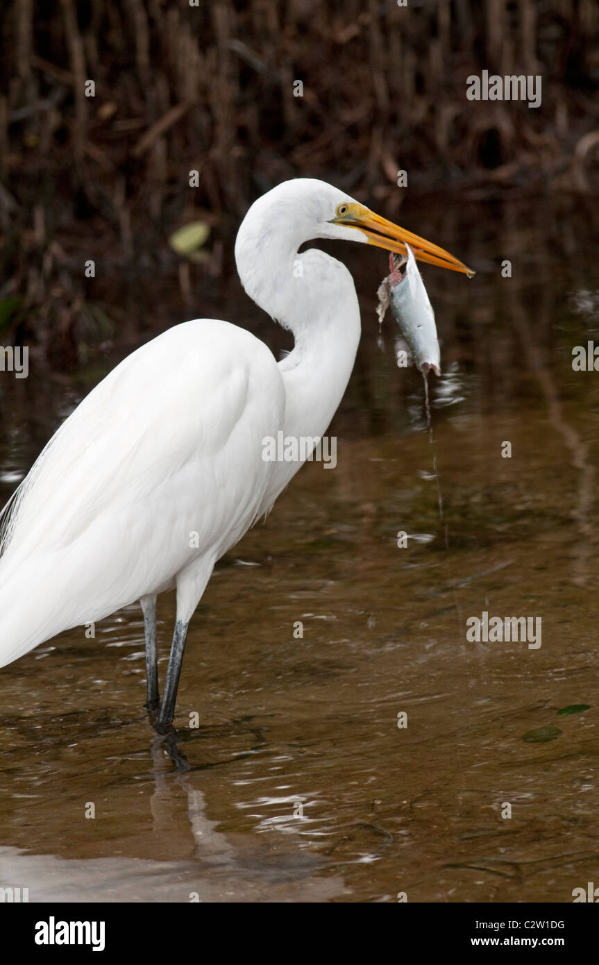 Great Egret: Ardea alba. With fish. Fort de Soto, Florida, USA Stock Photo