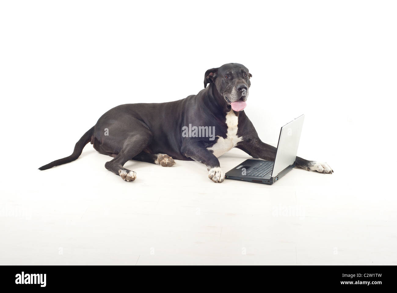Beautiful black great dane laying on floor near laptop and looking at camera Stock Photo