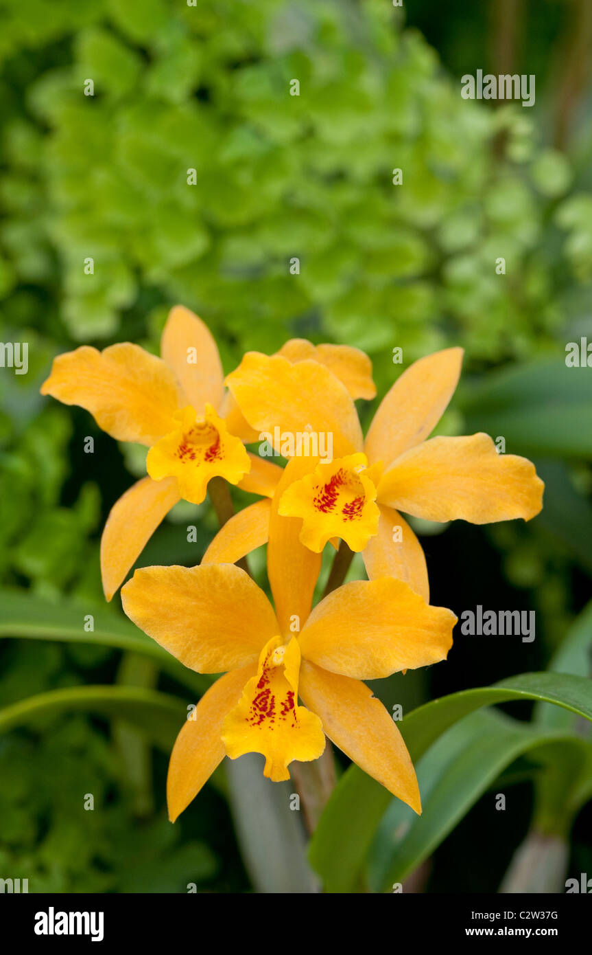 Orchid: x Laeliocattleya Gold Digger g. 'Orchidglades Mandarin' Stock Photo