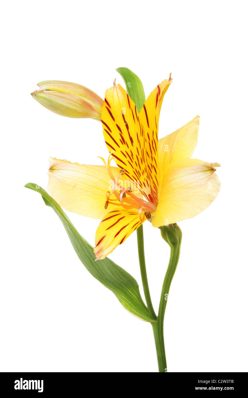 Alstroemeria flower also known as a day lilly isolated against white Stock Photo