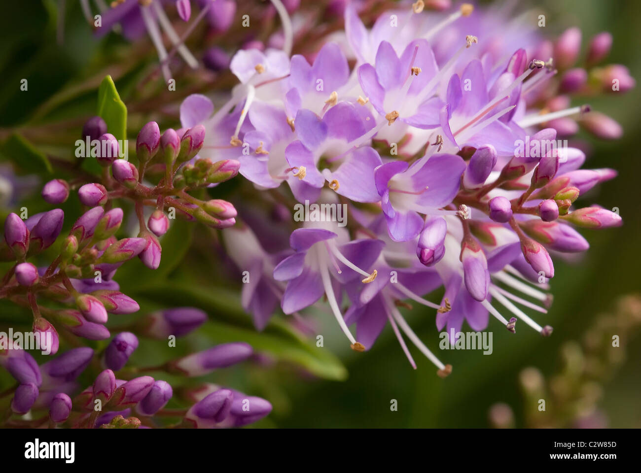 Purple Hebe flowering in a garden Stock Photo