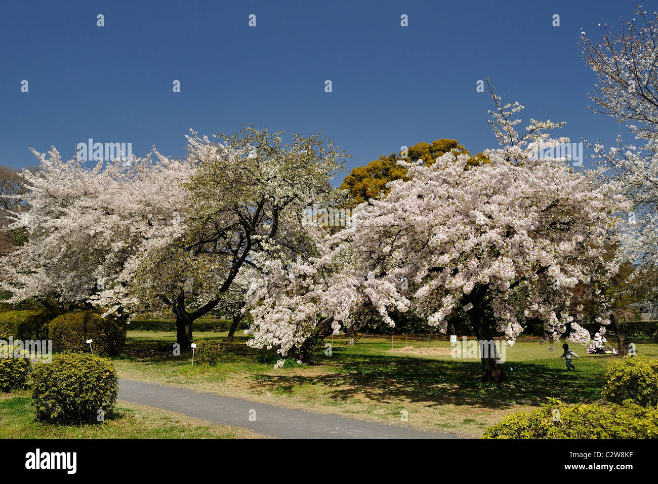 Shokubutsu en hi-res stock photography and images - Alamy