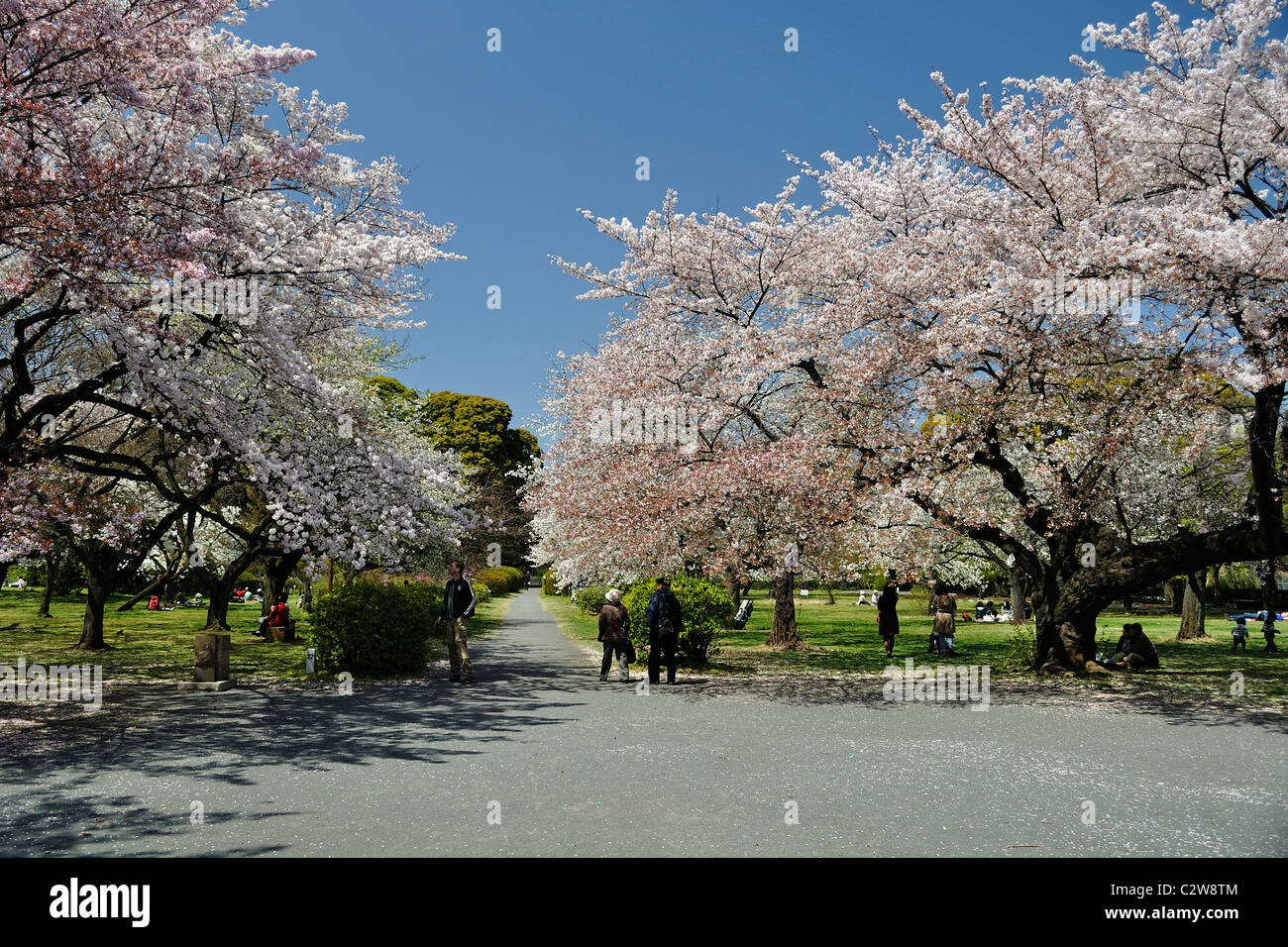 ⭐️極希少⭐️屋久杉刳抜⭐️花器⭐️置物⭐️オブジェ⭐️