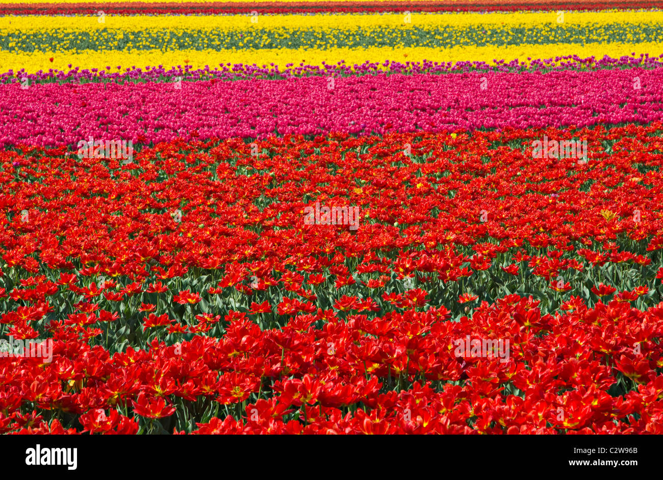 multi-coloured fields of tulip bulbs grown commercially at Narborough in Norfolk england uk gb Stock Photo