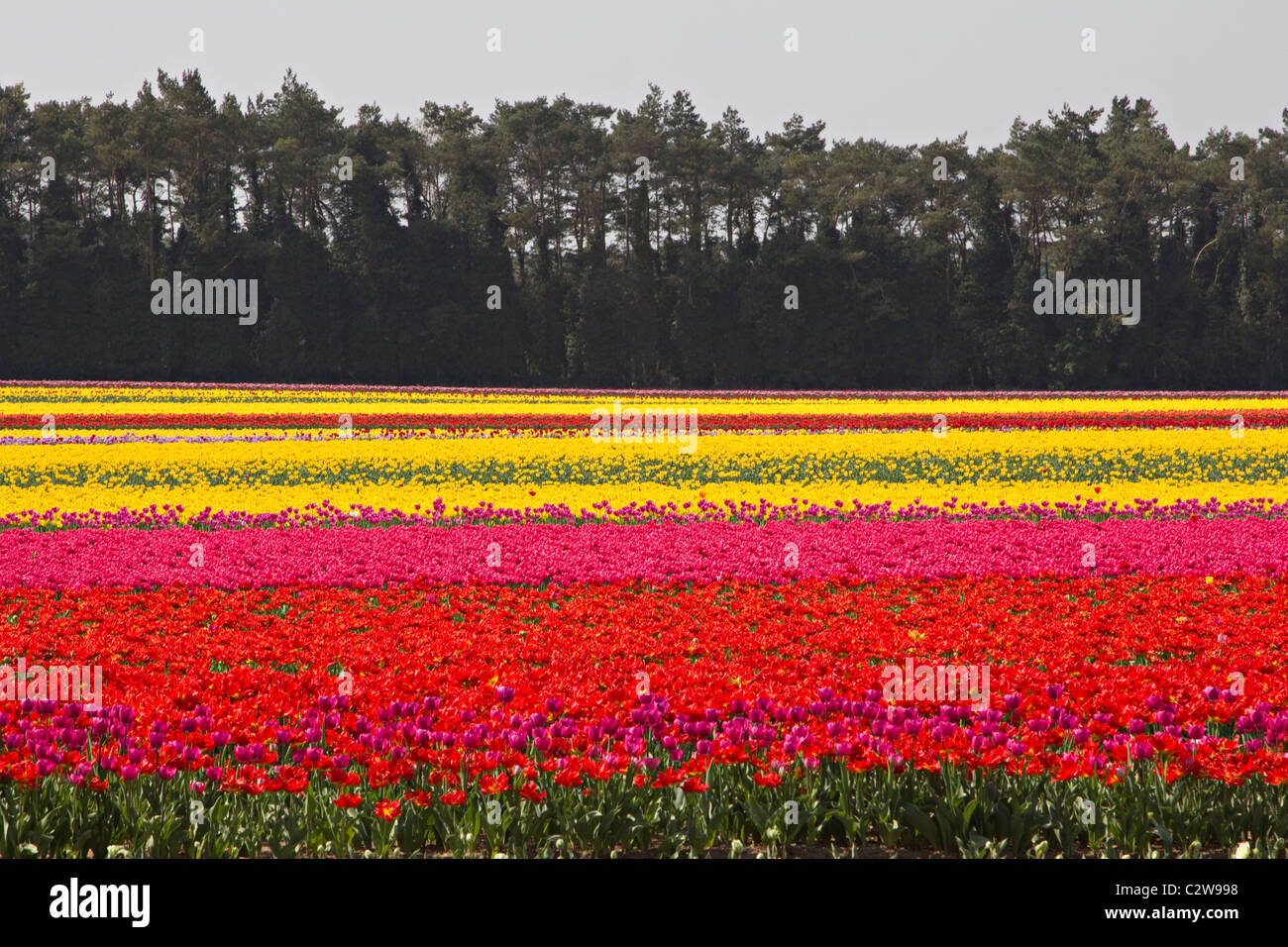 multi-coloured fields of tulip bulbs grown commercially at Narborough in Norfolk england uk gb Stock Photo