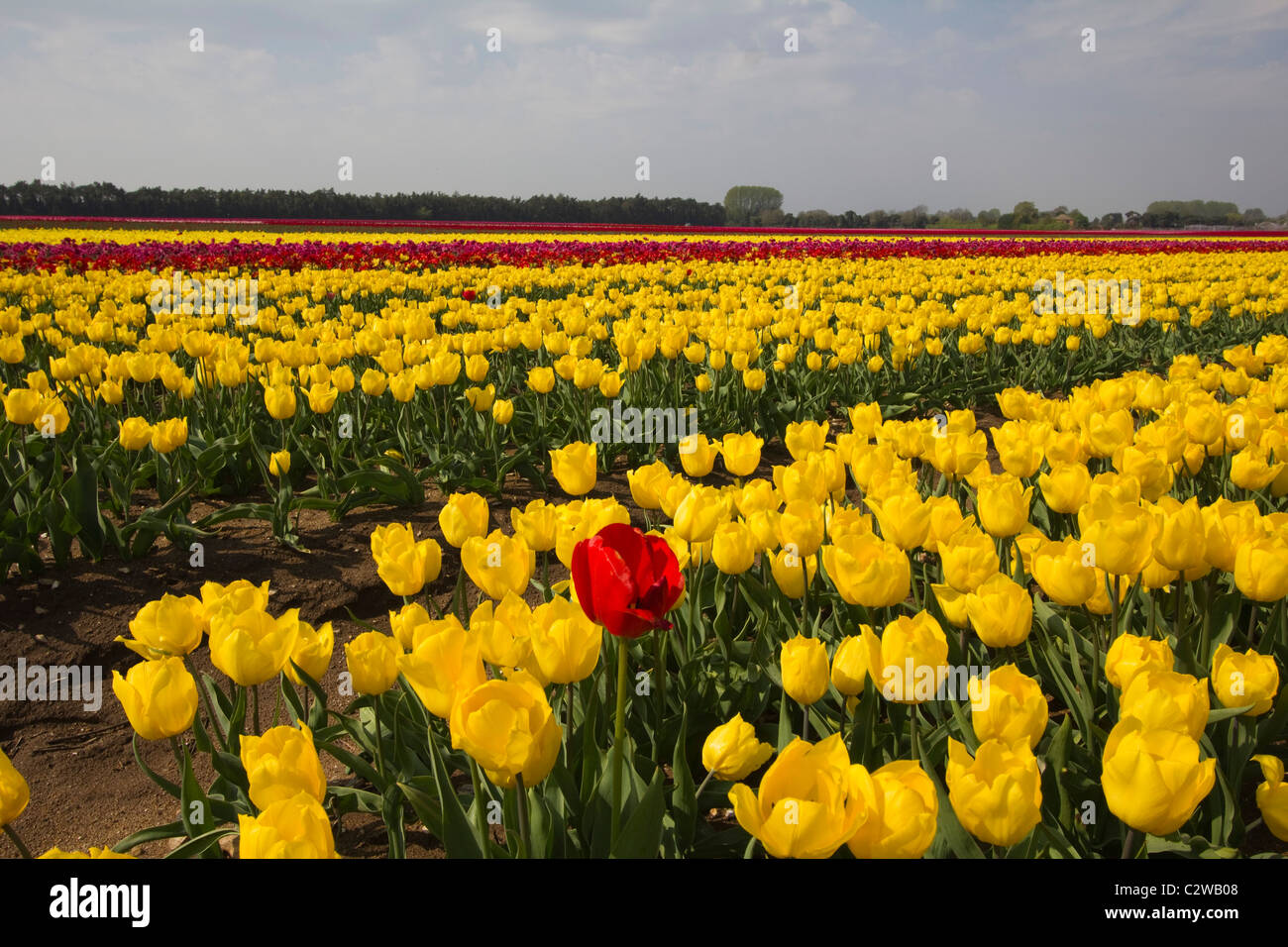 multicoloured fields of tulip bulbs grown commercially at Narborough