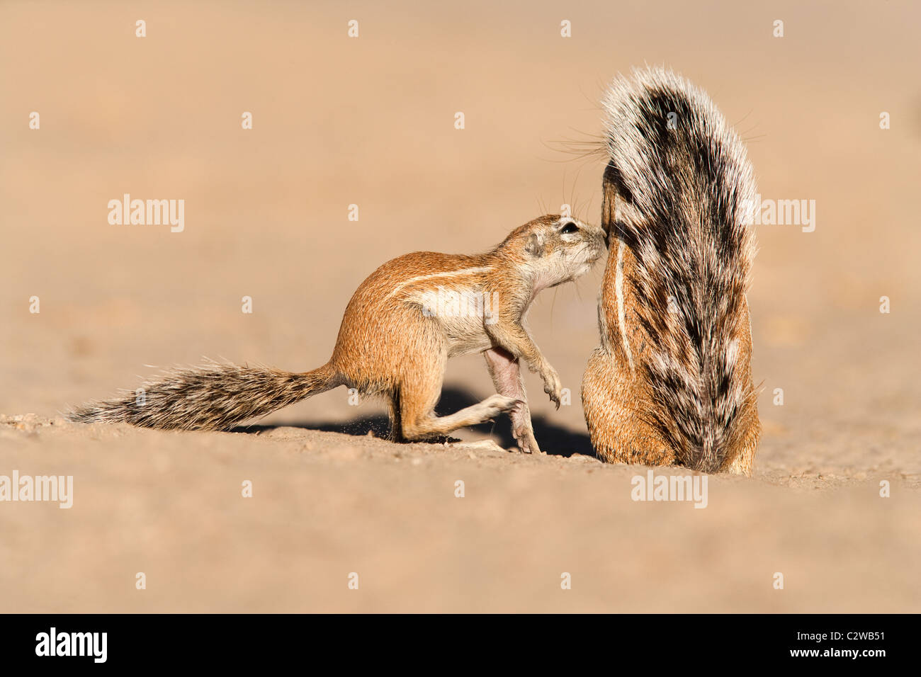 Ground squirrels, Xerus inauris, greeting, Kgalagadi Transfrontier Park, Northern Cape, South Africa Stock Photo