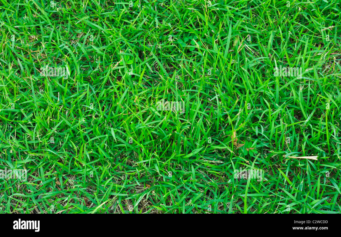 Grass field seating to relax and do nothing to many things. Stock Photo
