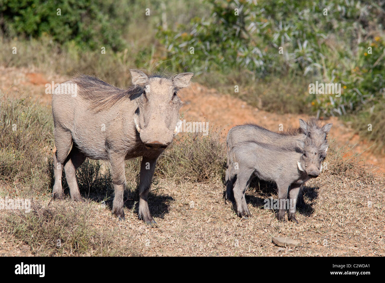 Warthog, Phacochoerus; aethiopicus, with young, Kwandwe private game reserve, Eastern Cape, South Africa Stock Photo
