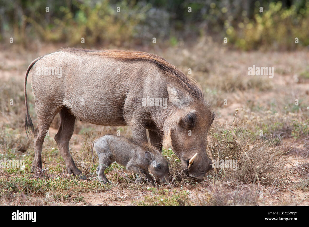 Warthog, Phacochoerus; aethiopicus, with young, Addo national park, Eastern Cape, South Africa Stock Photo