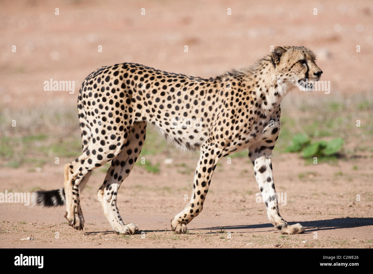 Cheetah, Aconinyx jubatus, Kgalagadi Transfrontier Park, South Africa Stock Photo