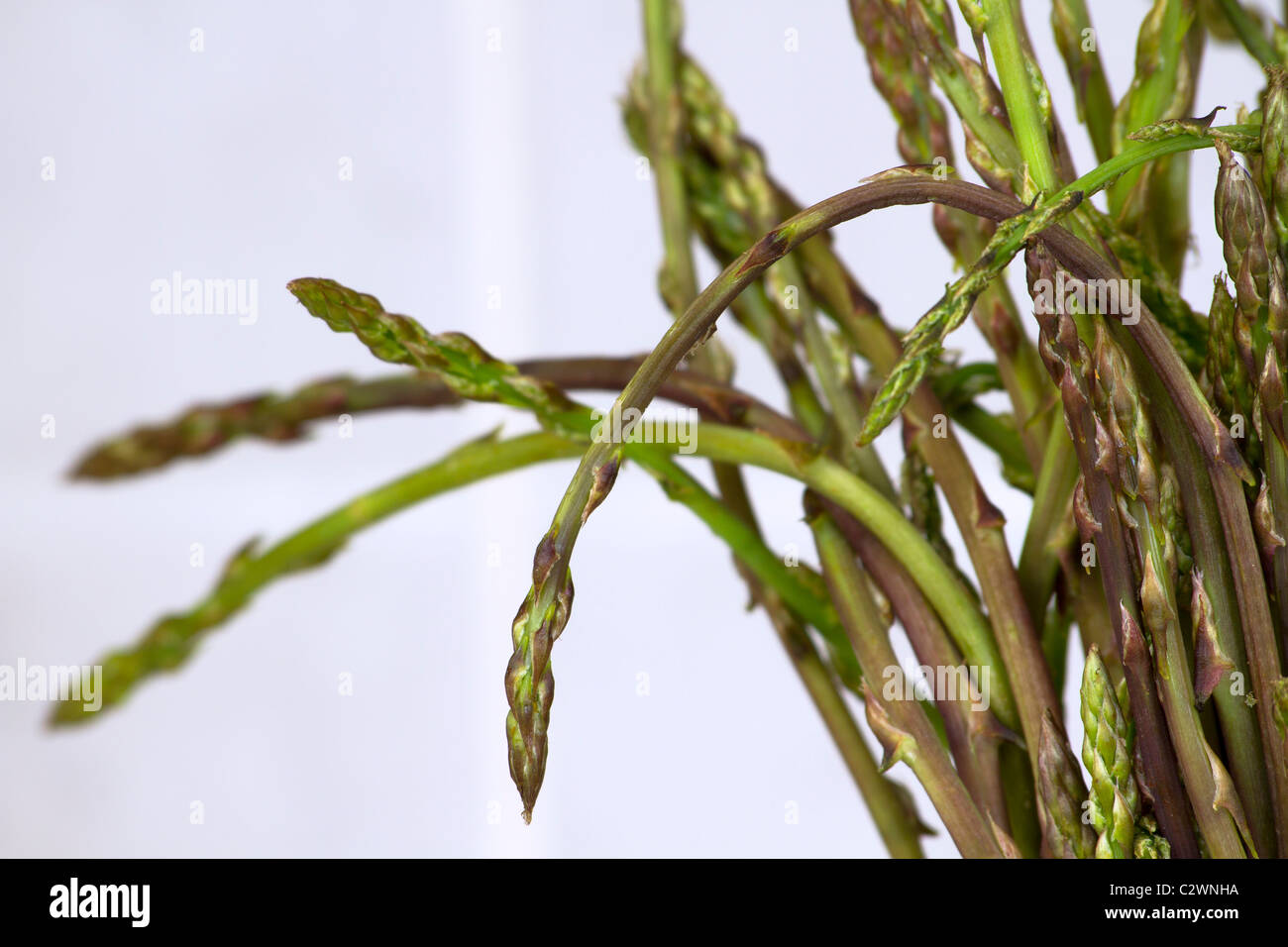Bunch of fresh wild asparagus, shallow depth of the field Stock Photo